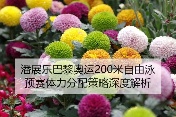 潘展乐巴黎奥运200米自由泳预赛体力分配策略深度解析
